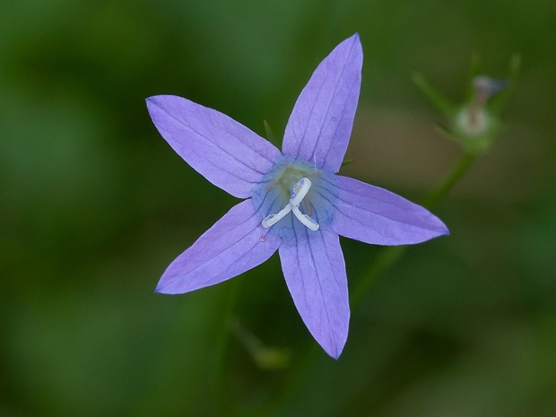 zvonček konáristý Campanula patula L.