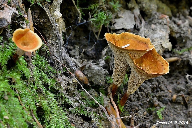 kožovník pásikavý Coltricia perennis (L.) Murrill