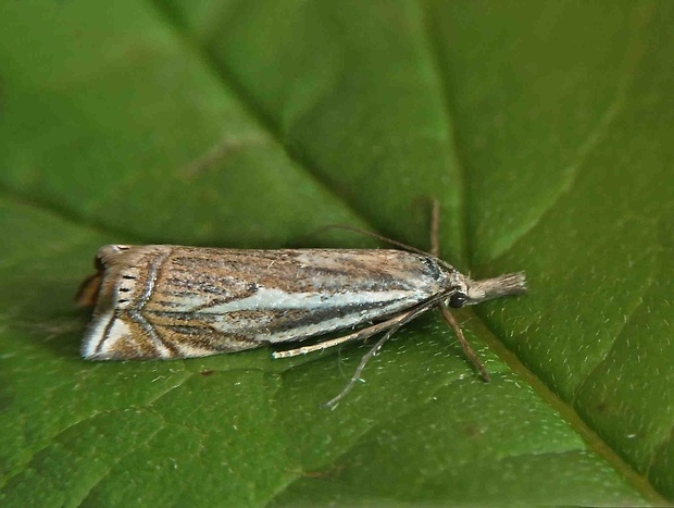 trávovec lúčny   /   travařík obecný Crambus lathoniellus Zincken, 1817