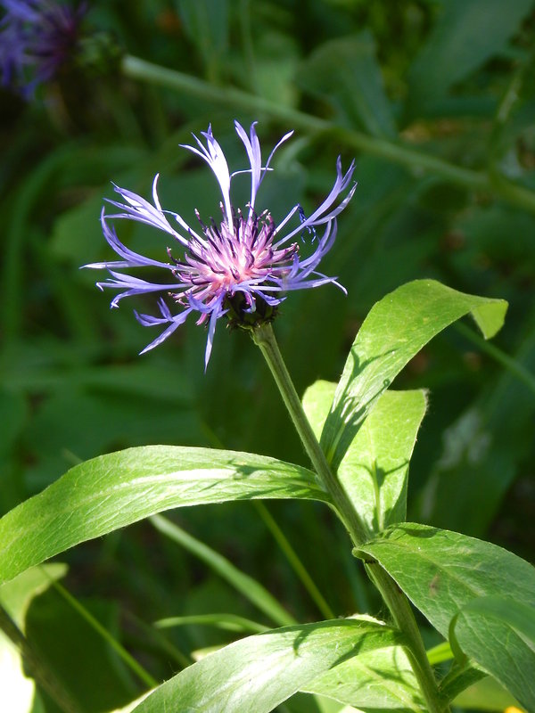 nevädza horská Cyanus montanus (L.) Mill.