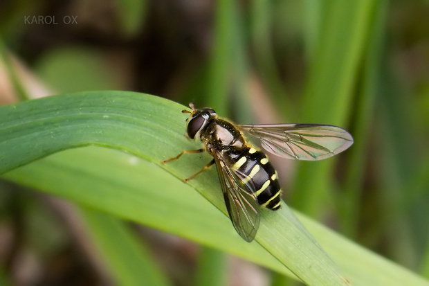 pestrica Dasysyrphus hilaris