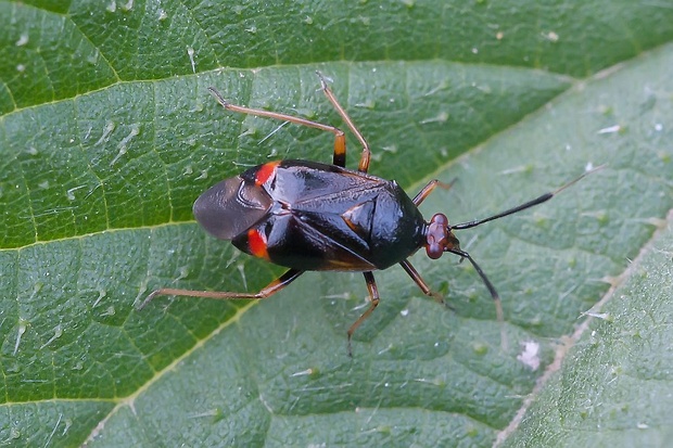 bzdôška premenlivá Deraeocoris ruber