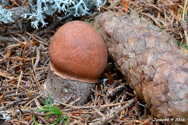 kozák smrekový Leccinum piceinum Pilát & Dermek