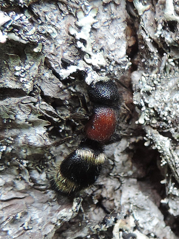 pamravec obyčajný / kodulka evropská Mutilla europaea Linnaeus, 1758