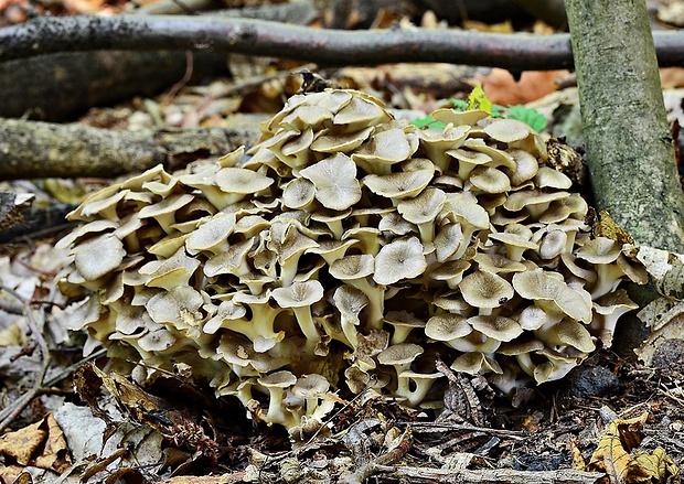 trúdnik klobúčkatý Polyporus umbellatus (Pers.) Fr.