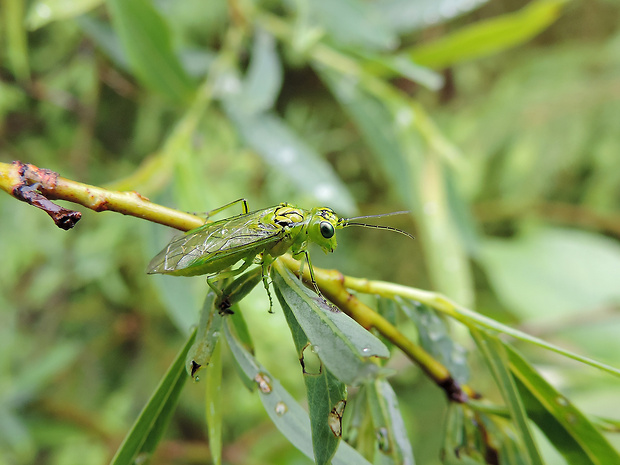 piliarka / pilatka Rhogogaster chlorosoma Benson, 1943