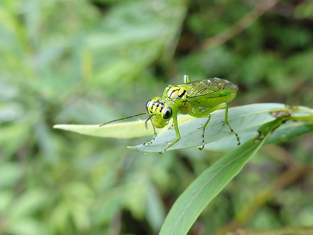 piliarka / pilatka Rhogogaster chlorosoma Benson, 1943