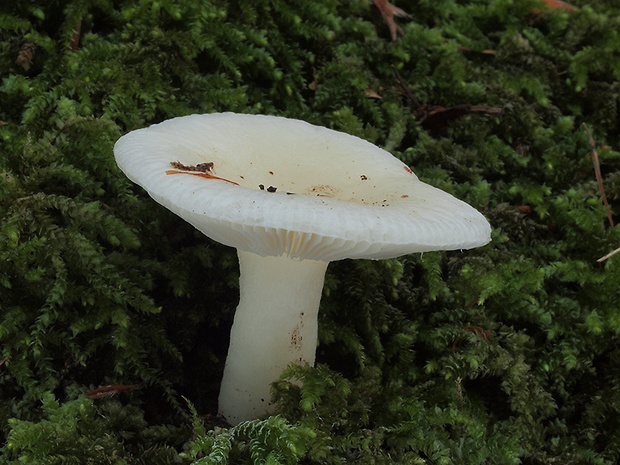 plávka Raoultova Russula raoultii Quél.