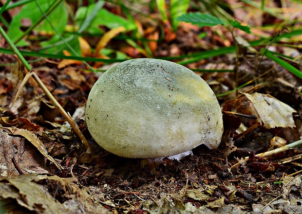 plávka zelenkastá Russula virescens (Schaeff.) Fr.