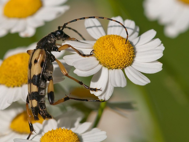 fuzáč škvrnitý Rutpela maculata