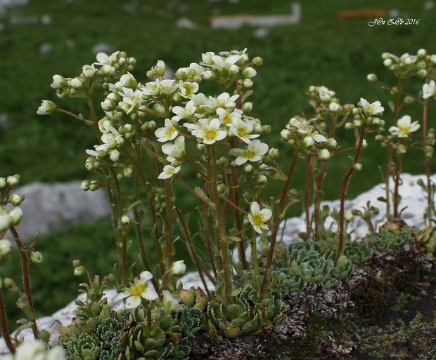 lomikameň metlinatý Saxifraga paniculata Mill.