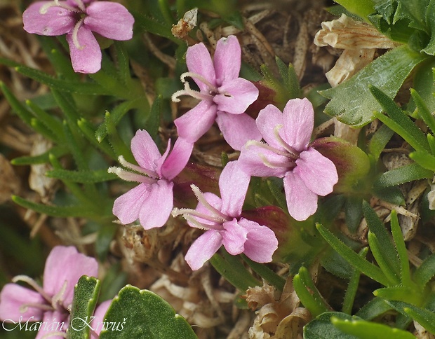 silenka bezbyľová Silene acaulis (L.) Jacq.