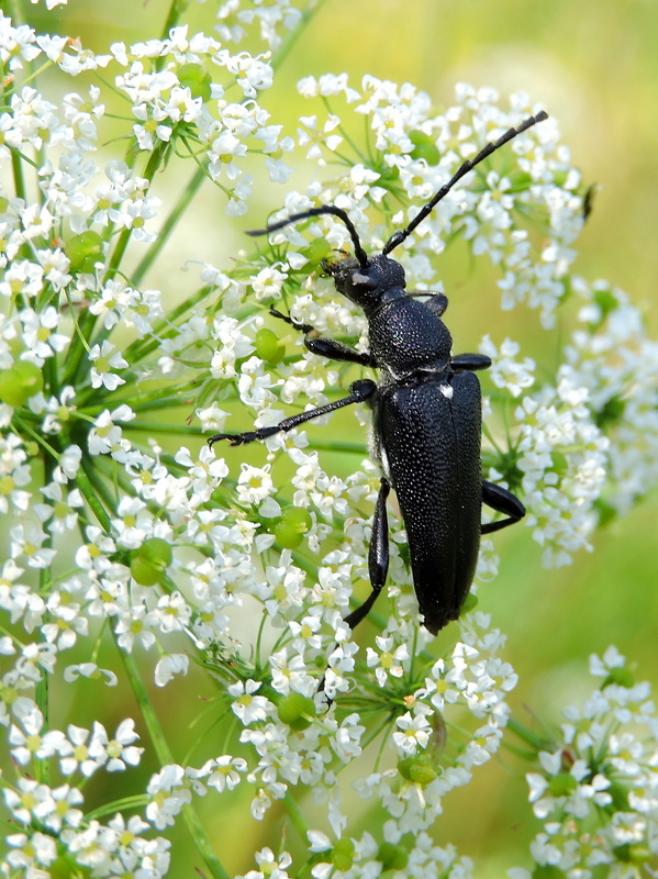 fuzáč  Stictoleptura scutellata