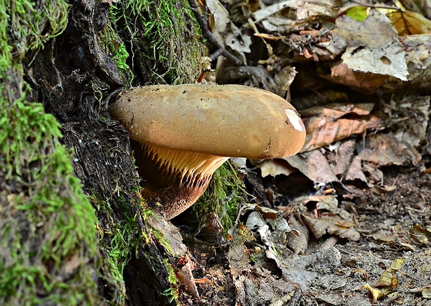 čechračka tmavohlúbiková Tapinella atrotomentosa (Batsch) Šutara