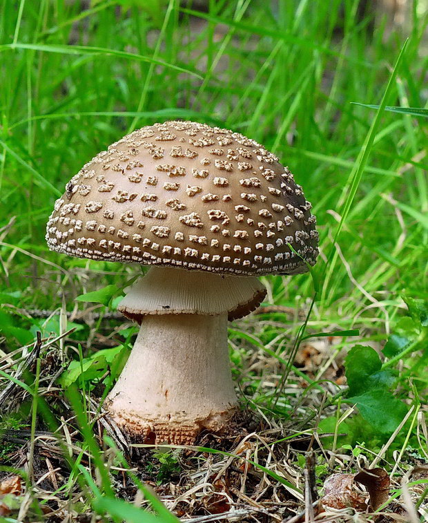 muchotrávka červenkastá Amanita rubescens Pers.