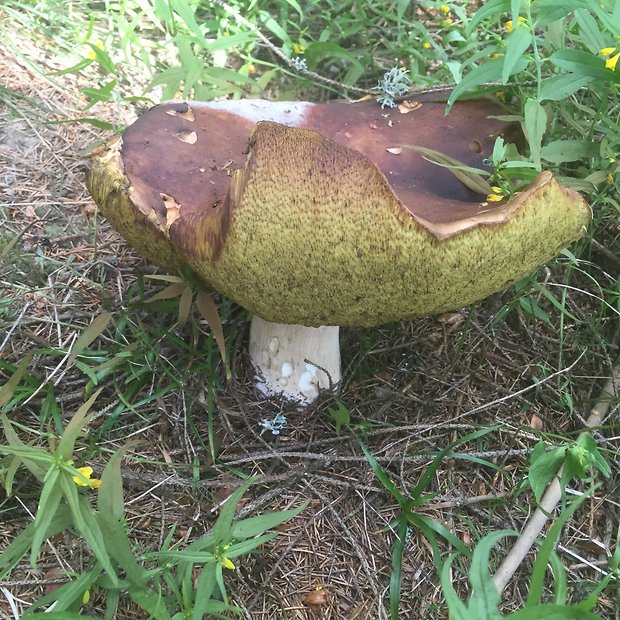 hríb sosnový Boletus pinophilus Pil. et Dermek in Pil.