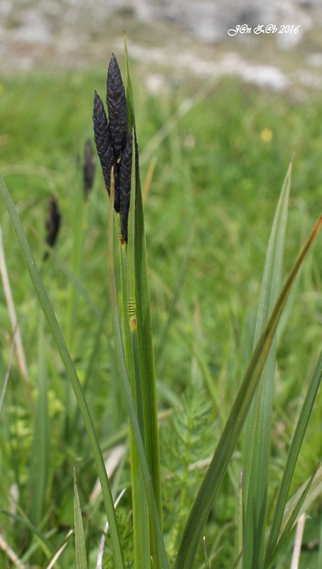 ostrica horská Carex montana L.