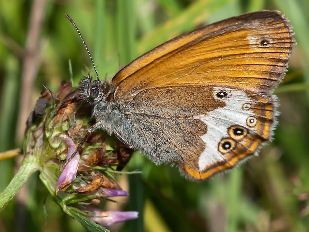 očkáň medničkový  Coenonympha arcania Linnaeus 1761