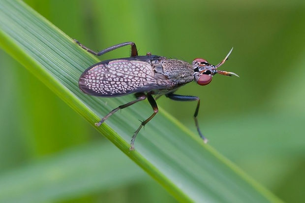 rohačka Coremacera marginata