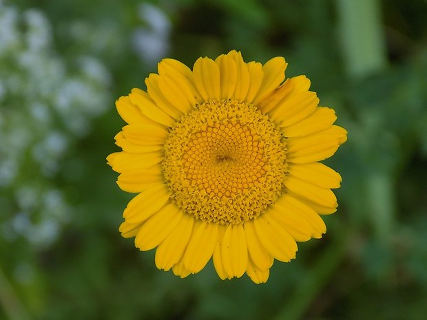 rumanovec farbiarsky Cota tinctoria (L.) Gay