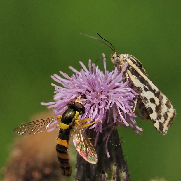 morička pupencová Emmelia trabealis