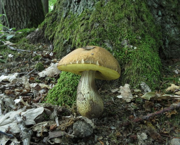 kozák žltopórový Leccinellum crocipodium (Letell.) Della Maggiora & Trassinelli