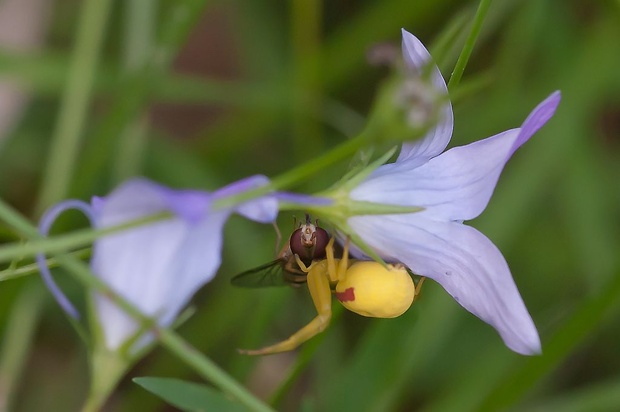 kvetárik dvojtvarý  Misumena vatia