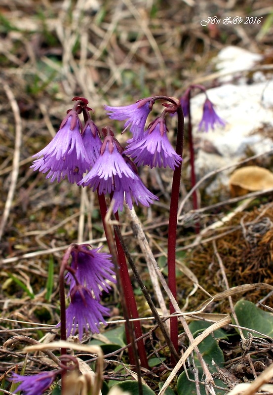 soldanelka  Soldanella alpina L.