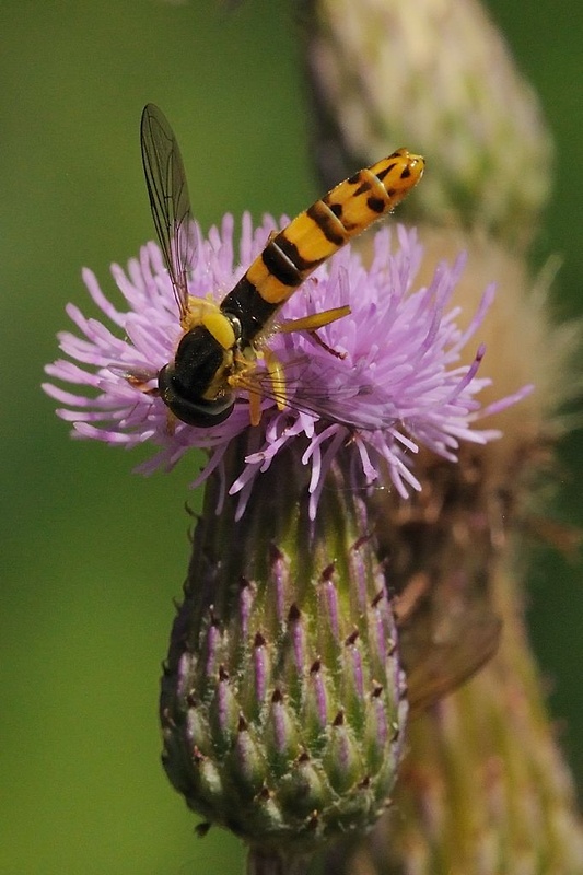 pestrica Sphaerophoria scripta