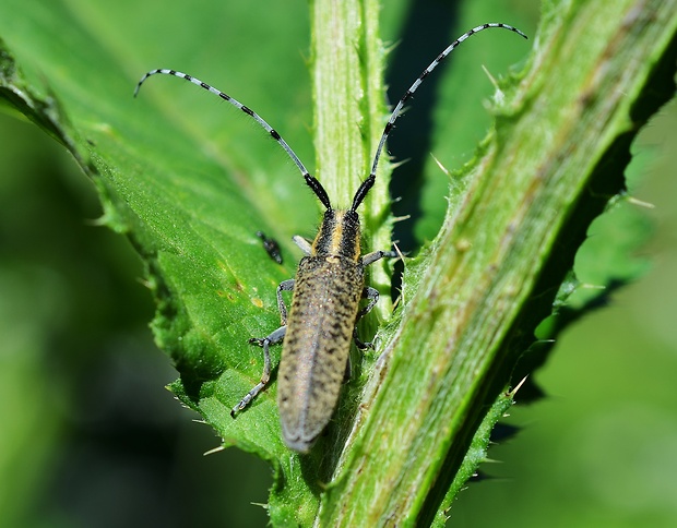 vrzúnik úzkoštíhly Agapanthia villosoviridescens De Geer,1775