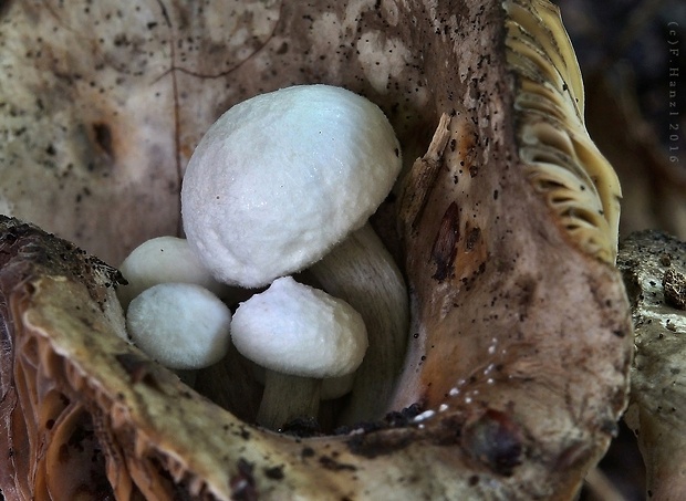 príživnica prášnicovitá Asterophora lycoperdoides (Bull.) Ditmar