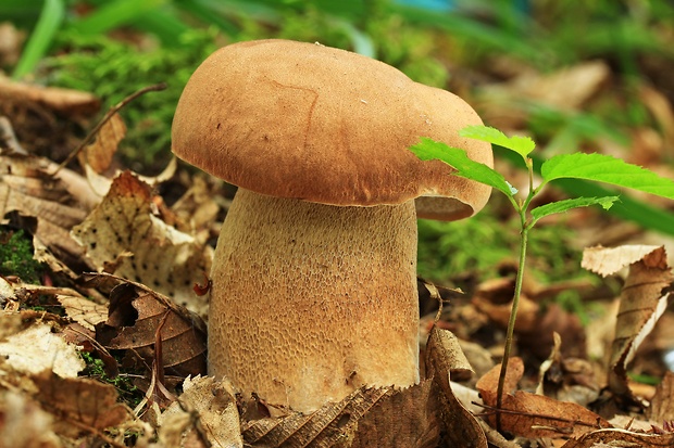 hríb dubový Boletus reticulatus Schaeff.