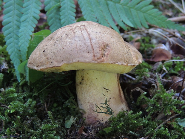 hríb horský Butyriboletus subappendiculatus (Dermek, Lazebn. & J. Veselský) D. Arora & J.L. Frank