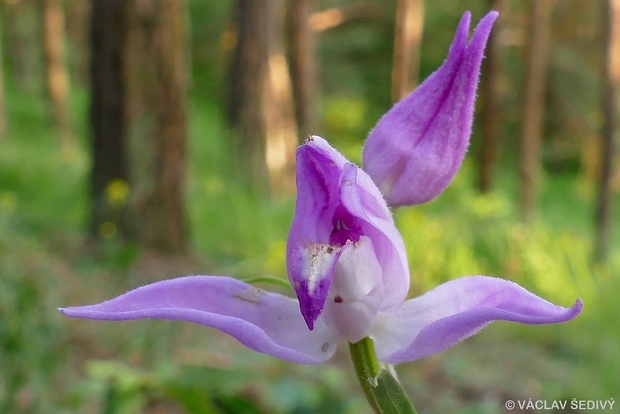 prilbovka červená Cephalanthera rubra (L.) Rich.