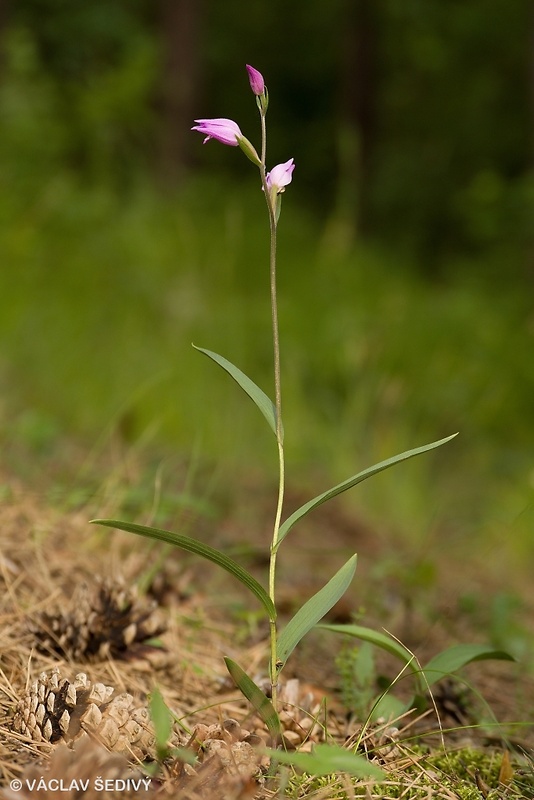 prilbovka červená Cephalanthera rubra (L.) Rich.