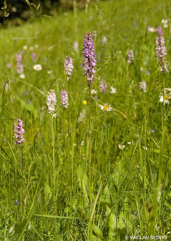 vstavačovec fuchsov pravý Dactylorhiza fuchsii subsp. fuchsii (Druce) Soó