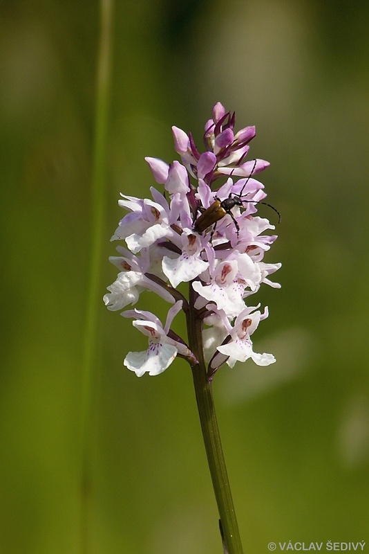 vstavačovec fuchsov pravý Dactylorhiza fuchsii subsp. fuchsii (Druce) Soó