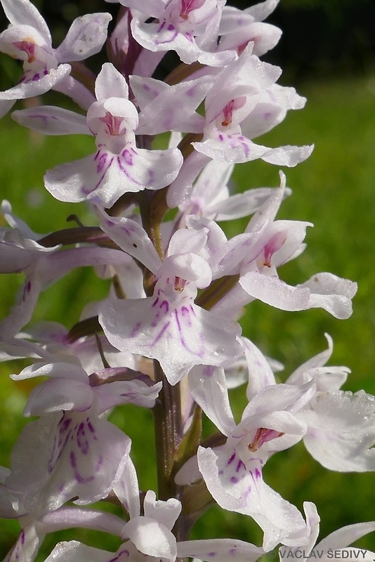 vstavačovec fuchsov pravý Dactylorhiza fuchsii subsp. fuchsii (Druce) Soó