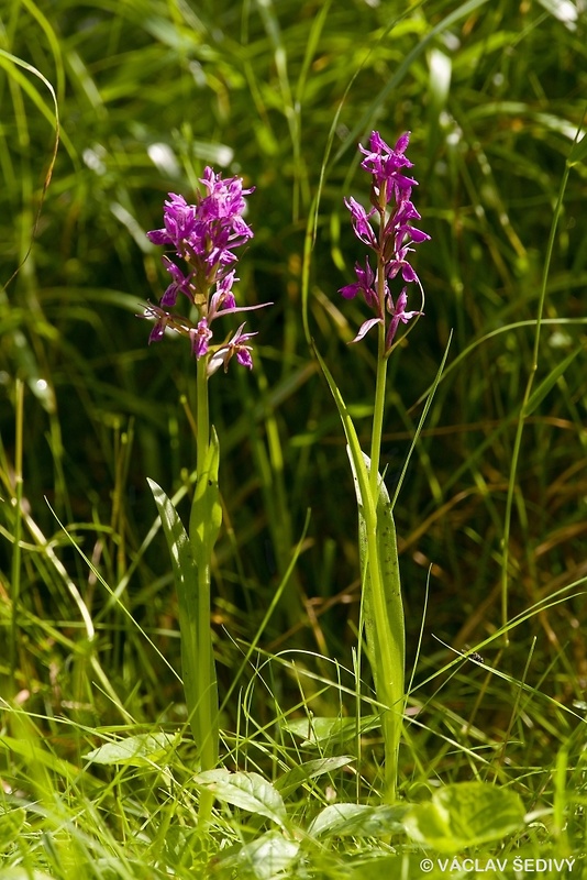 vstavačovec májový rašelinový Dactylorhiza majalis subsp. turfosa Procházka