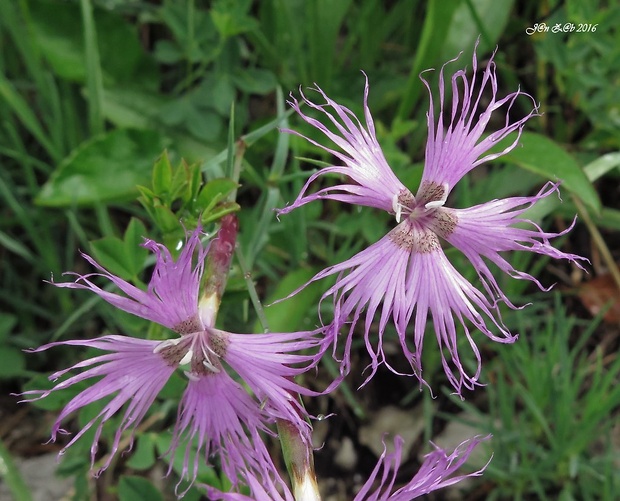 klinček Dianthus sternbergii Sieber ex Capelli