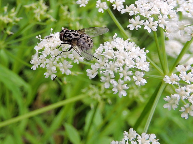 mucha  Graphomyia maculata