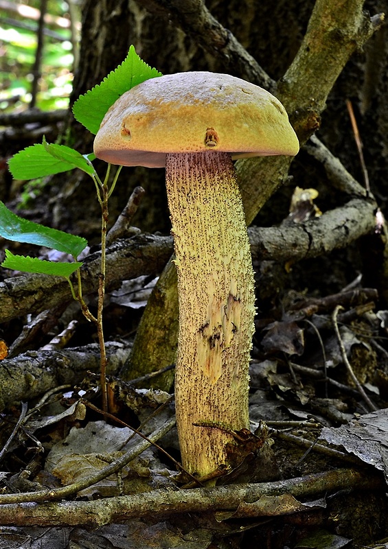 kozák topoľový Leccinum duriusculum (Schulzer ex Kalchbr.) Singer