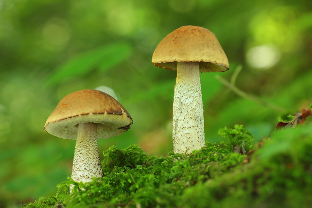 kozák hrabový Leccinum pseudoscabrum (Kallenb.) Šutara