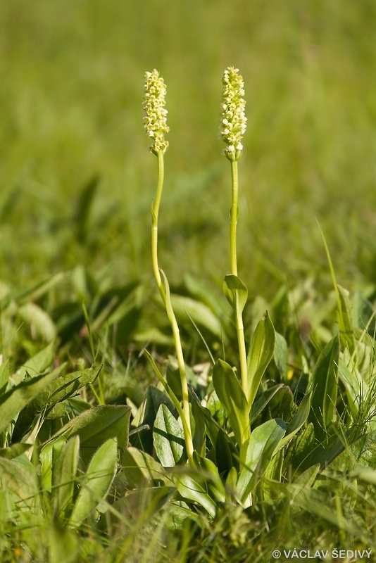 bieloprst belavý Pseudorchis albida (L.) Á. Löve et D. Löve