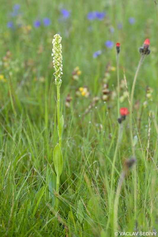 bieloprst belavý Pseudorchis albida (L.) Á. Löve et D. Löve