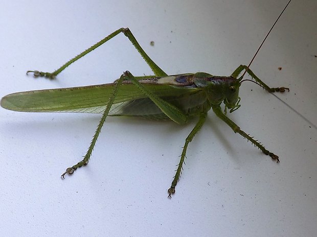 kobylka zelená Tettigonia viridissima