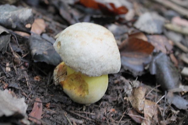 hríb striebristý Butyriboletus fechtneri (Velen.) D. Arora & J.L. Frank