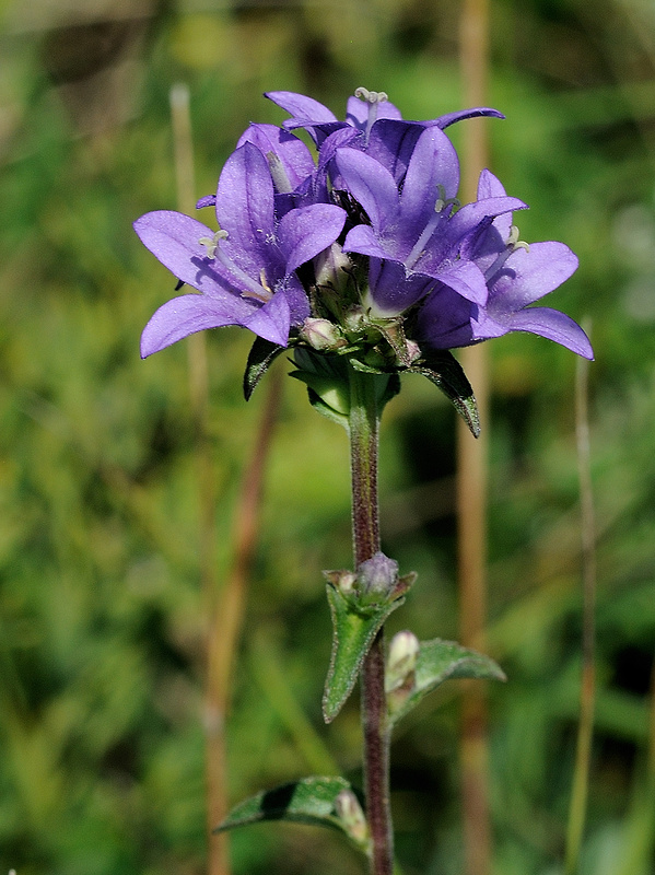 zvonček klbkatý Campanula glomerata agg. L.