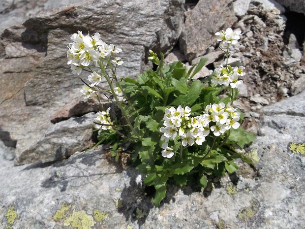 žerušničník borbásov  Cardaminopsis borbasii (Zapał.) Hess et al.