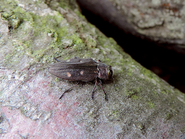 krasoň šesťbodý / krasec šestitečný Chrysobothris affinis Fabricius, 1794